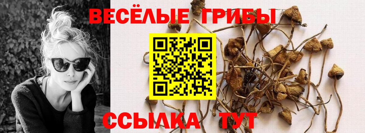 Галлюциногенные грибы Psilocybine cubensis Тара
